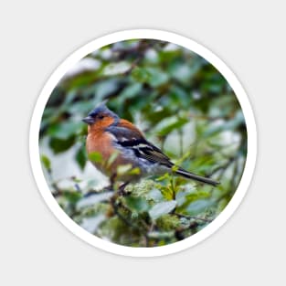 Little Chaffinch Magnet